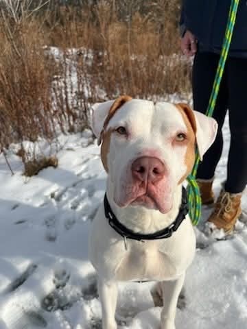 JR, an adoptable Pit Bull Terrier in Liverpool, NY, 13088 | Photo Image 6