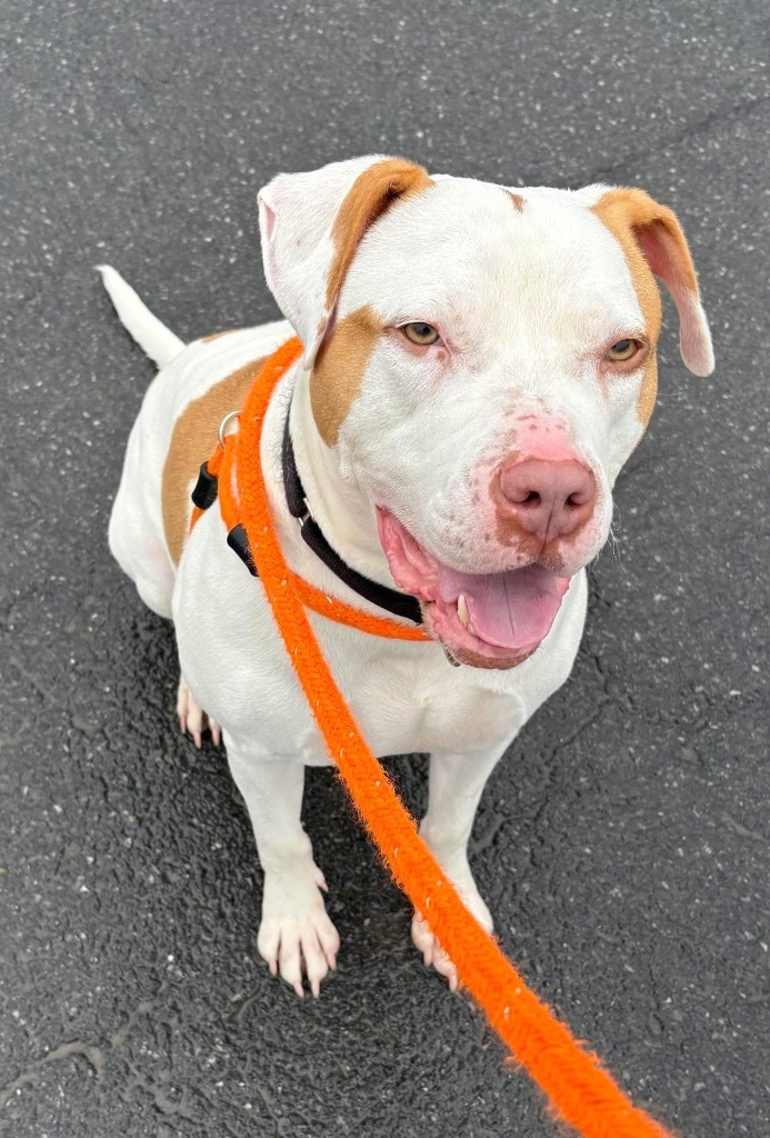 JR, an adoptable Pit Bull Terrier in Liverpool, NY, 13088 | Photo Image 6