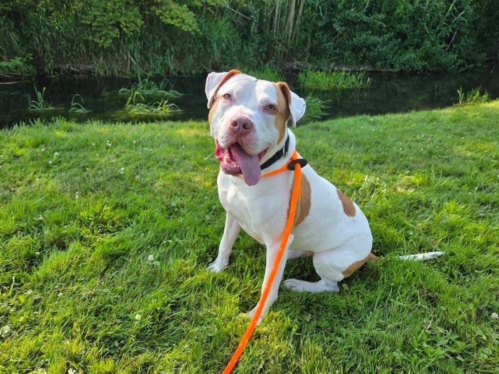 JR, an adoptable Pit Bull Terrier in Liverpool, NY, 13088 | Photo Image 6