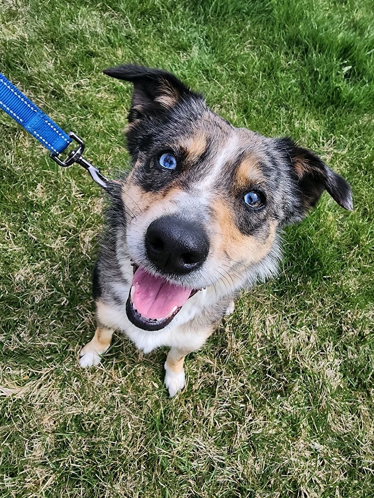 Bindi