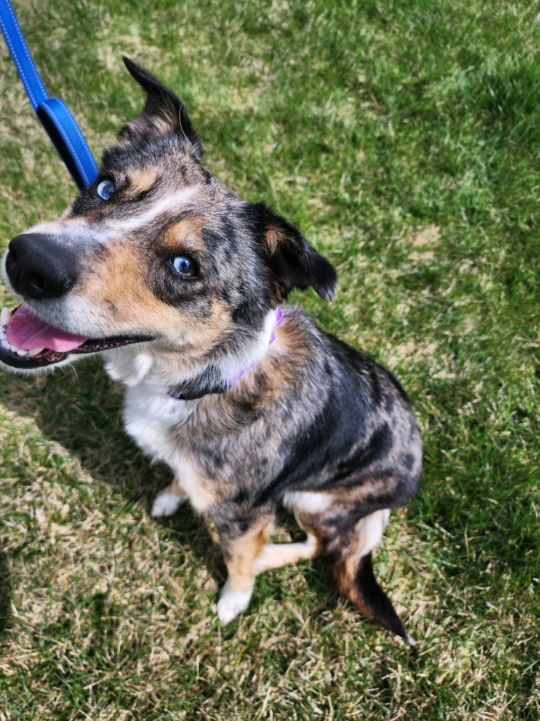 Bindi