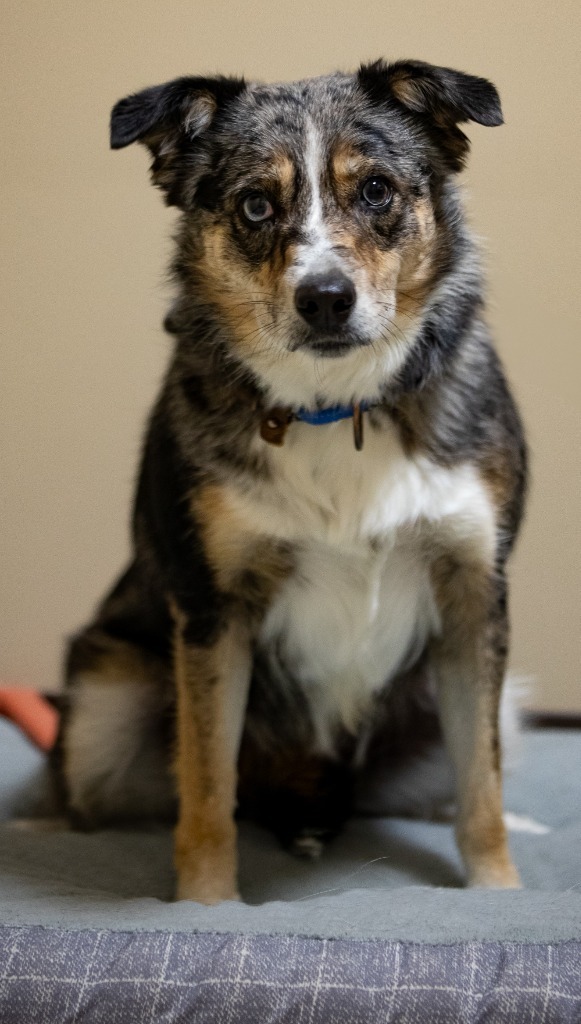 Bindi