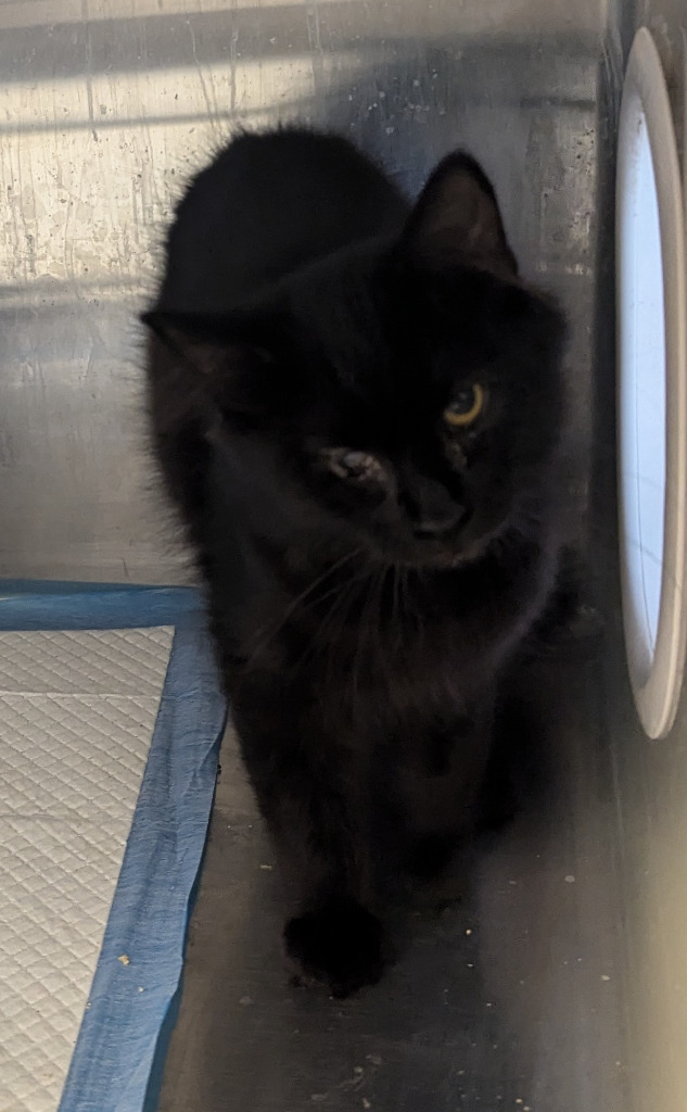 Cedar 105, an adoptable Domestic Long Hair in Havre, MT, 59501 | Photo Image 1