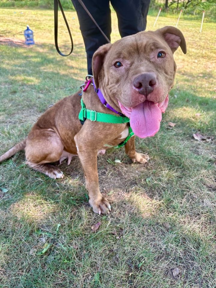 Dog for adoption Okrah, a Staffordshire Bull Terrier in Ewing, NJ