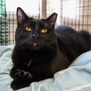 Elvira