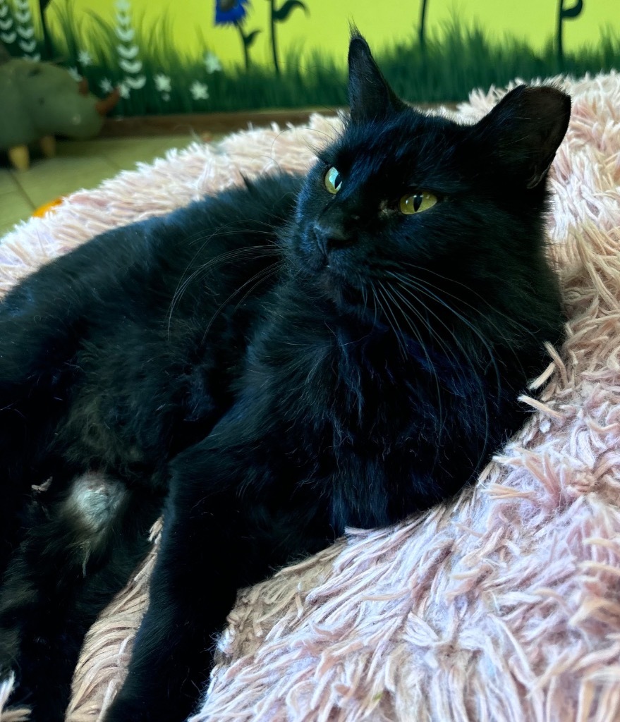Enchantress, an adoptable Domestic Short Hair in Corpus Christi, TX, 78415 | Photo Image 1