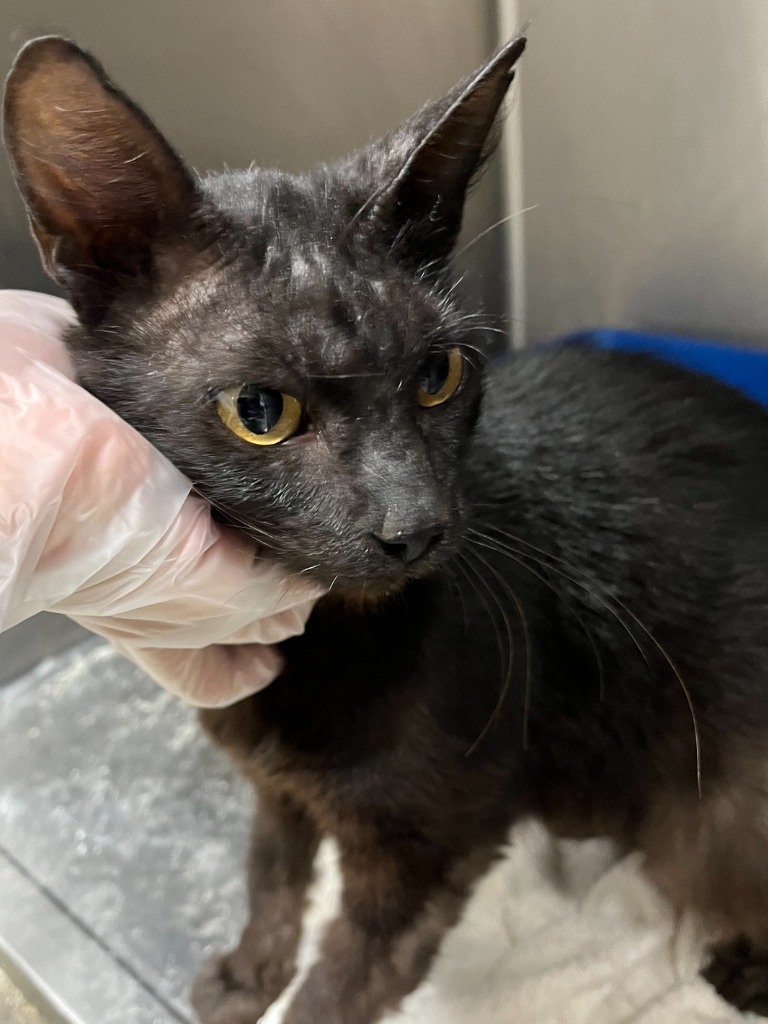Enchantress, an adoptable Domestic Short Hair in Corpus Christi, TX, 78415 | Photo Image 2