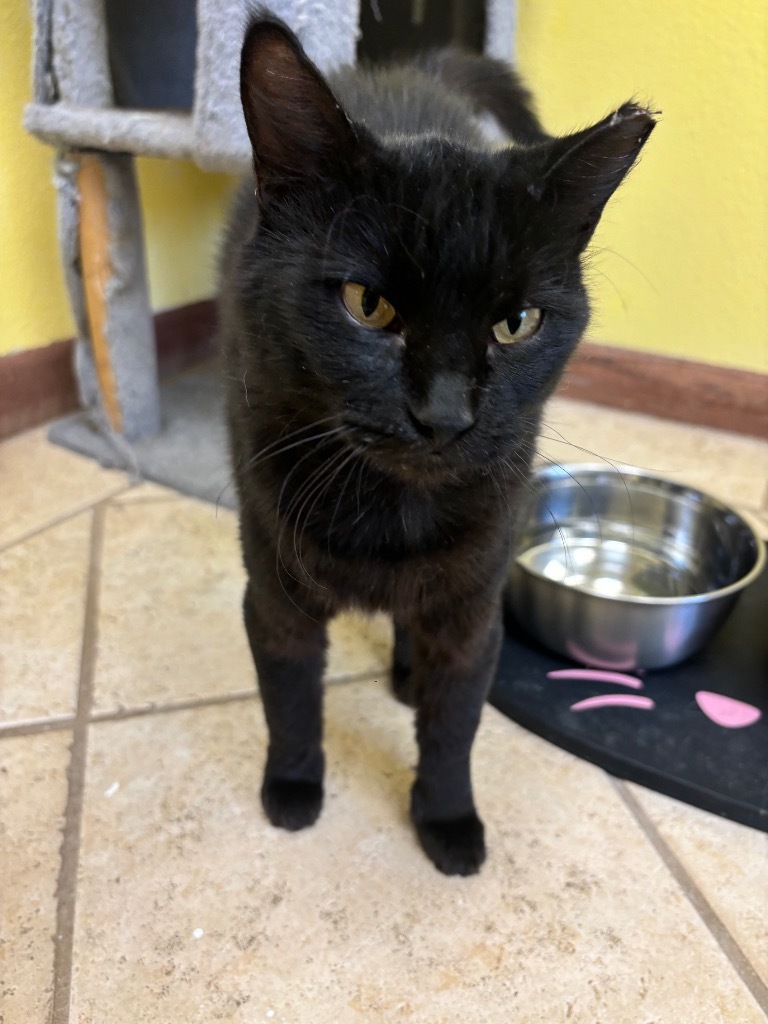 Enchantress, an adoptable Domestic Short Hair in Corpus Christi, TX, 78415 | Photo Image 3