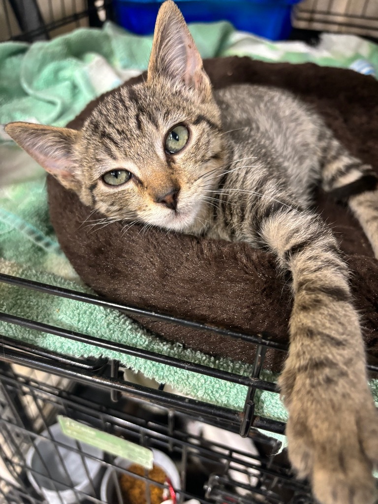 Squirt, an adoptable Domestic Short Hair in Corpus Christi, TX, 78415 | Photo Image 1