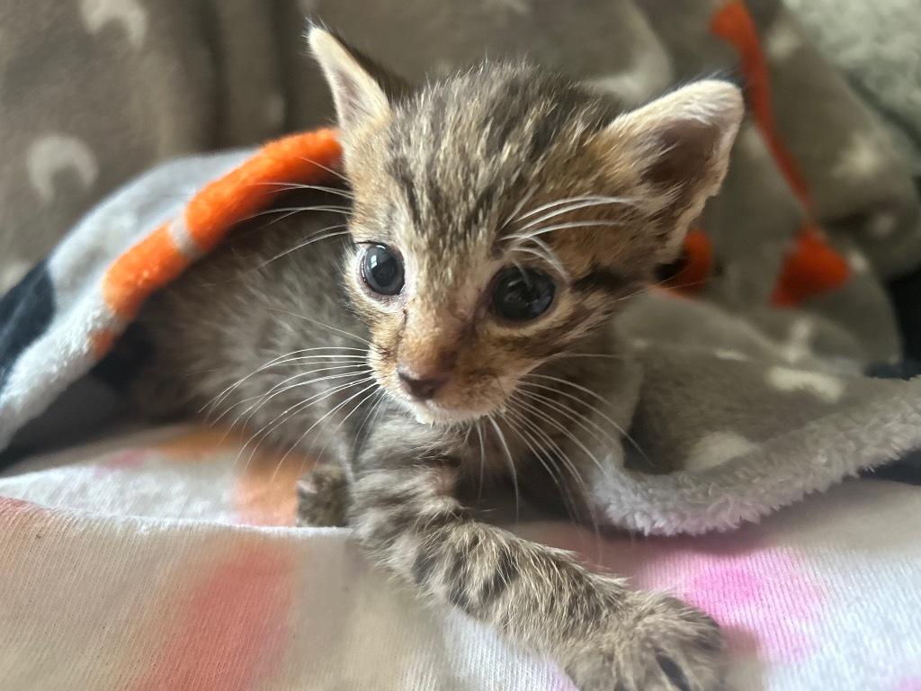 Squirt, an adoptable Domestic Short Hair in Corpus Christi, TX, 78415 | Photo Image 2