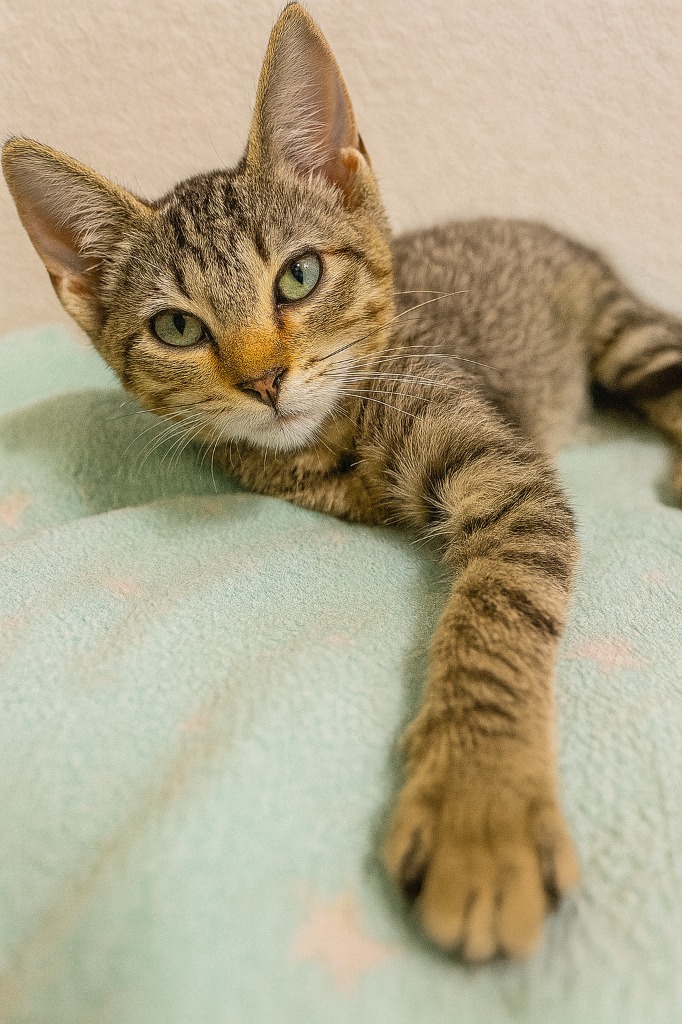 Squirt, an adoptable Domestic Short Hair in Corpus Christi, TX, 78415 | Photo Image 2