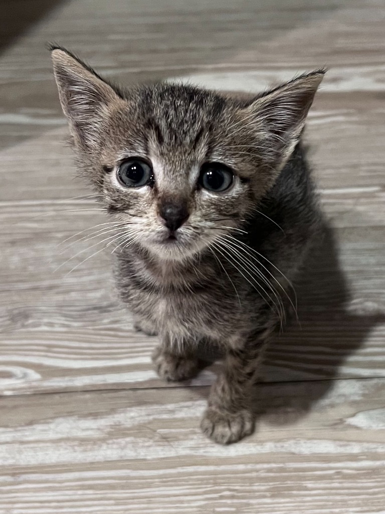 Squirt, an adoptable Domestic Short Hair in Corpus Christi, TX, 78415 | Photo Image 3
