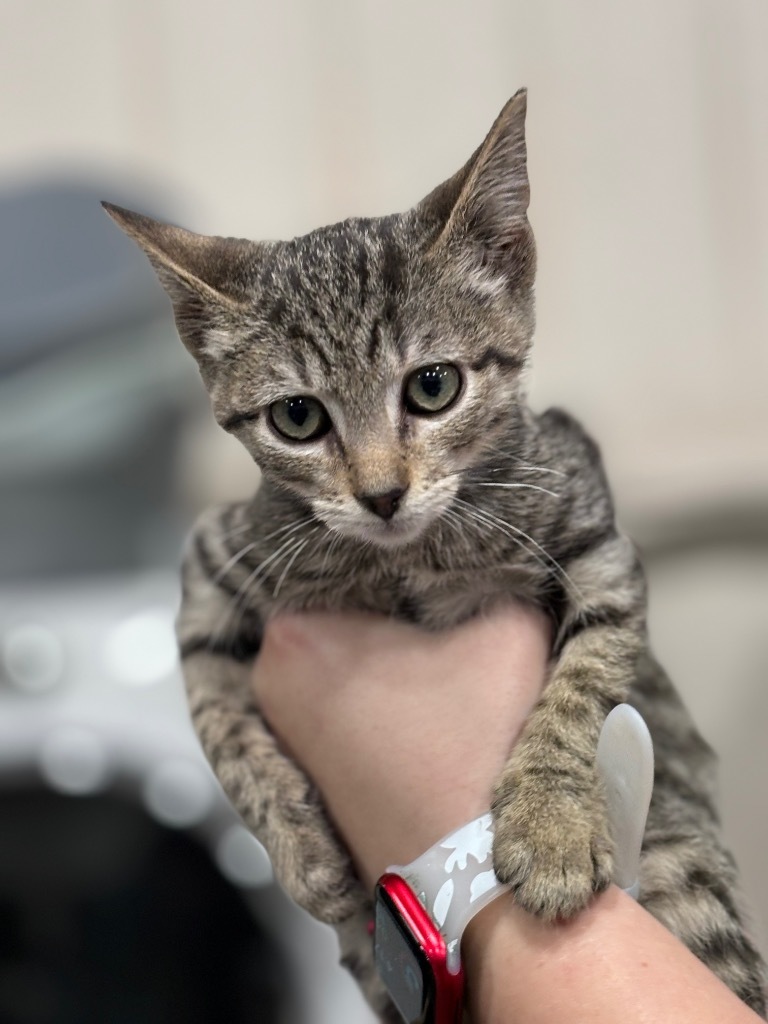 Squirt, an adoptable Domestic Short Hair in Corpus Christi, TX, 78415 | Photo Image 4
