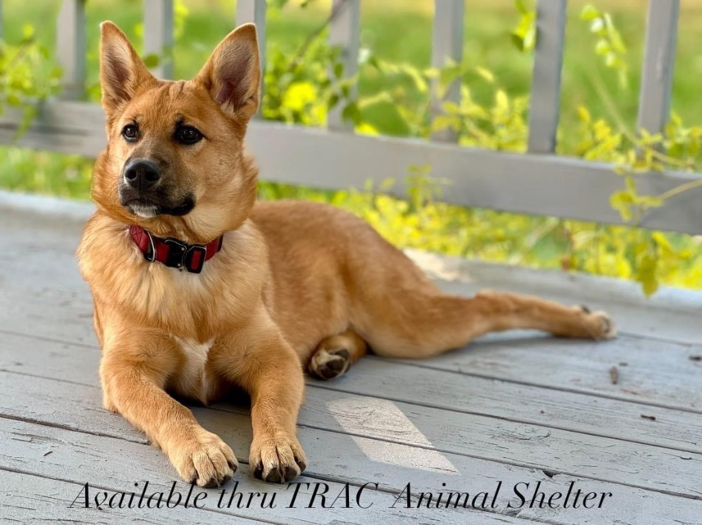 Gilley, an adoptable Shepherd, Belgian Shepherd / Malinois in Thompson Falls, MT, 59873 | Photo Image 1