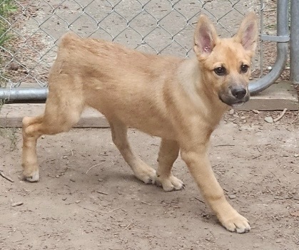 Gilley, an adoptable Shepherd, Belgian Shepherd / Malinois in Thompson Falls, MT, 59873 | Photo Image 3