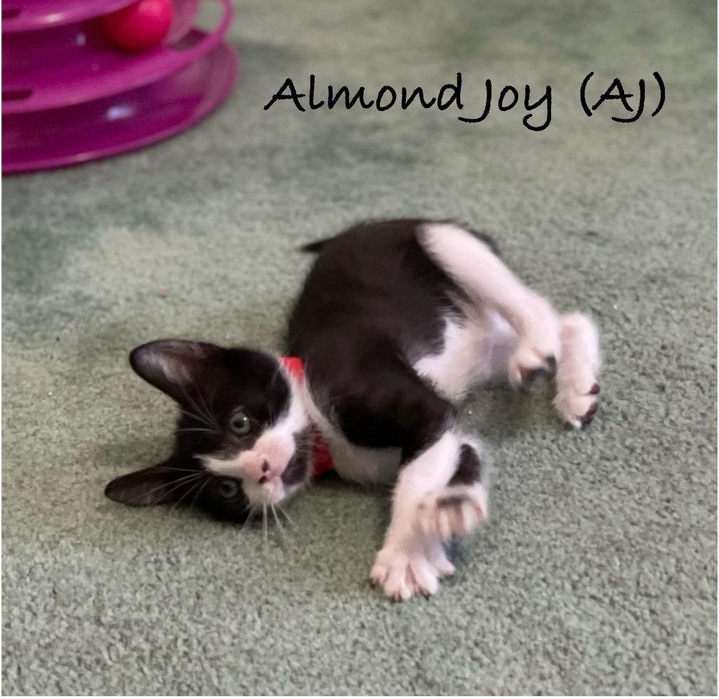 Almond Joy (AJ)