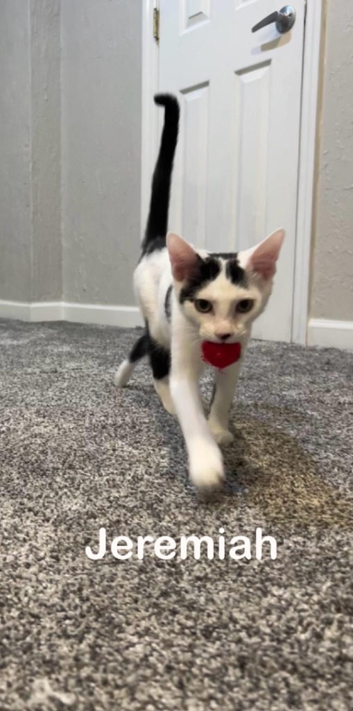 Jeremiah, an adoptable Domestic Short Hair in Hoover , AL, 35226 | Photo Image 1