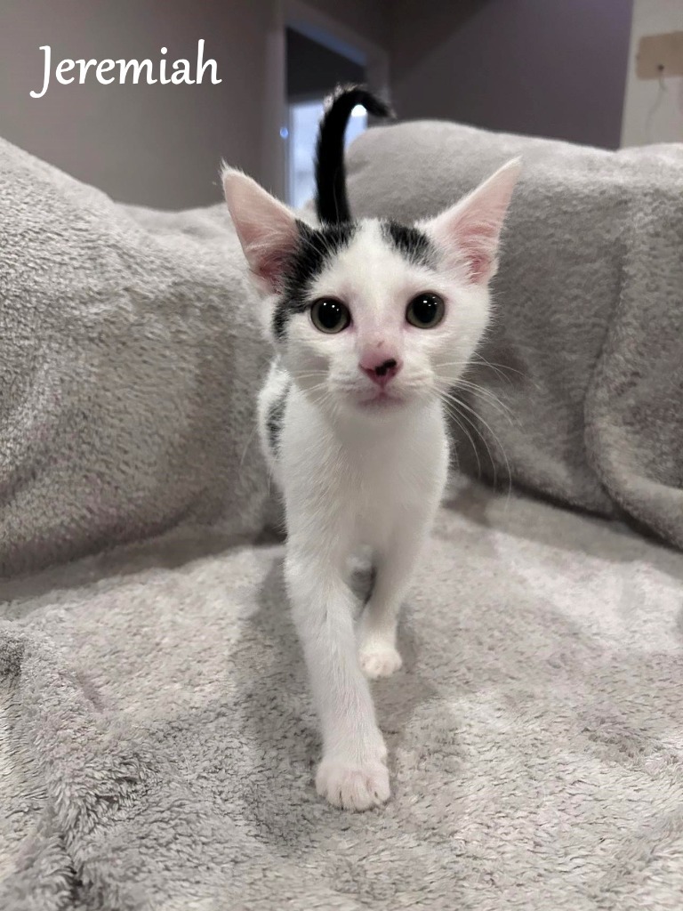 Jeremiah, an adoptable Domestic Short Hair in Hoover , AL, 35226 | Photo Image 2