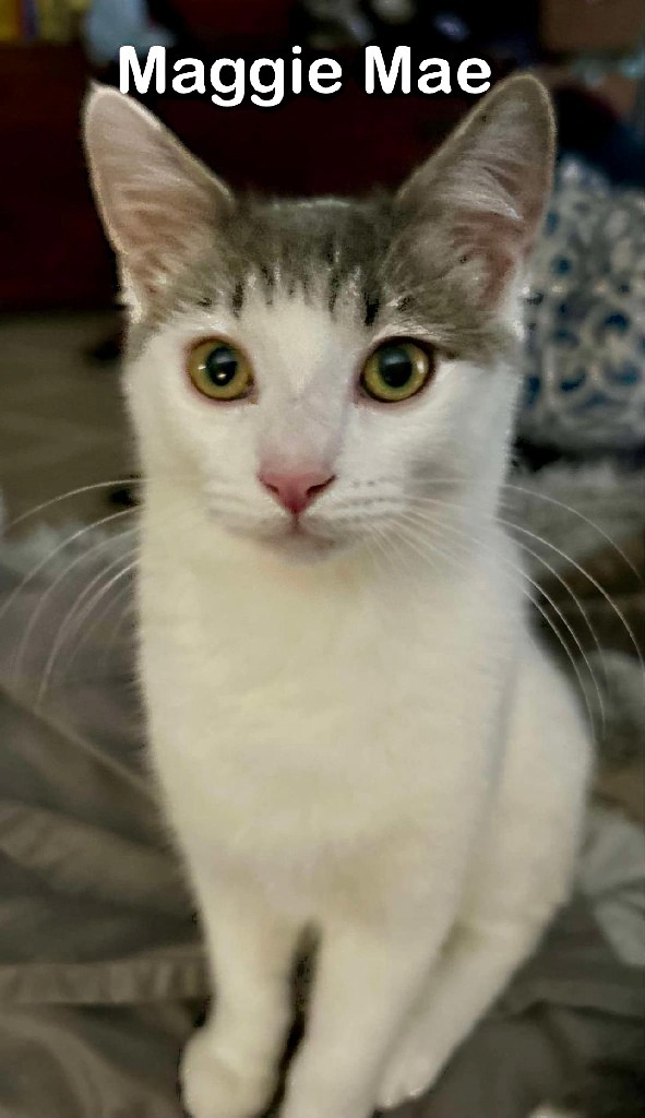 Maggie Mae, an adoptable Domestic Short Hair in Hoover , AL, 35226 | Photo Image 1