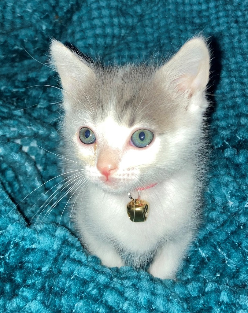 Maggie Mae, an adoptable Domestic Short Hair in Hoover , AL, 35226 | Photo Image 3
