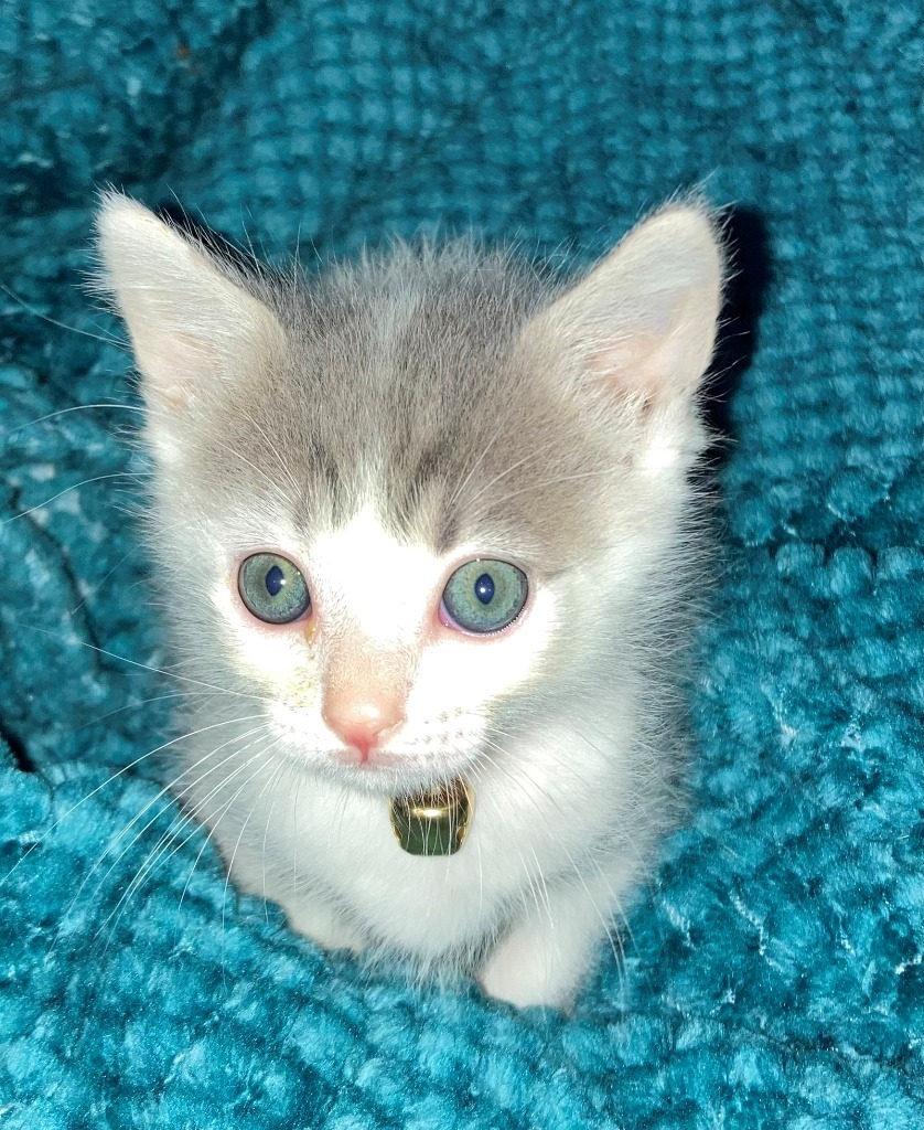 Maggie Mae, an adoptable Domestic Short Hair in Hoover , AL, 35226 | Photo Image 4