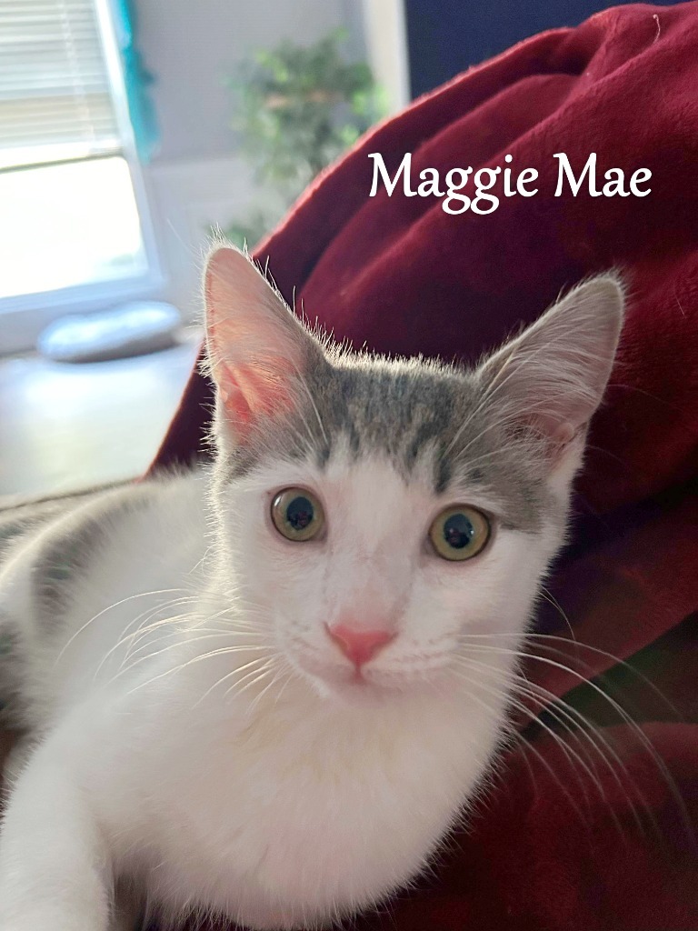 Maggie Mae, an adoptable Domestic Short Hair in Hoover , AL, 35226 | Photo Image 6