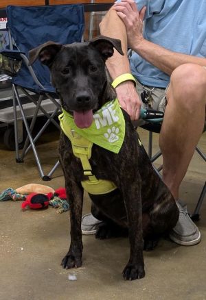 Ms. Frizzle, Young Female Mixed Breed
