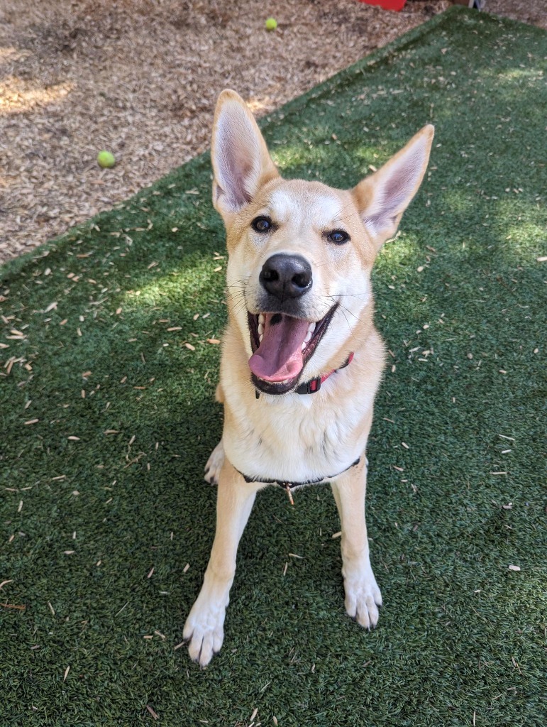 Arthur, an adoptable Mixed Breed in Sultan, WA, 98294 | Photo Image 1