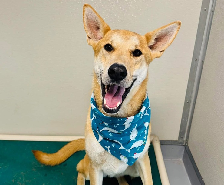 Arthur, an adoptable Mixed Breed in Sultan, WA, 98294 | Photo Image 1