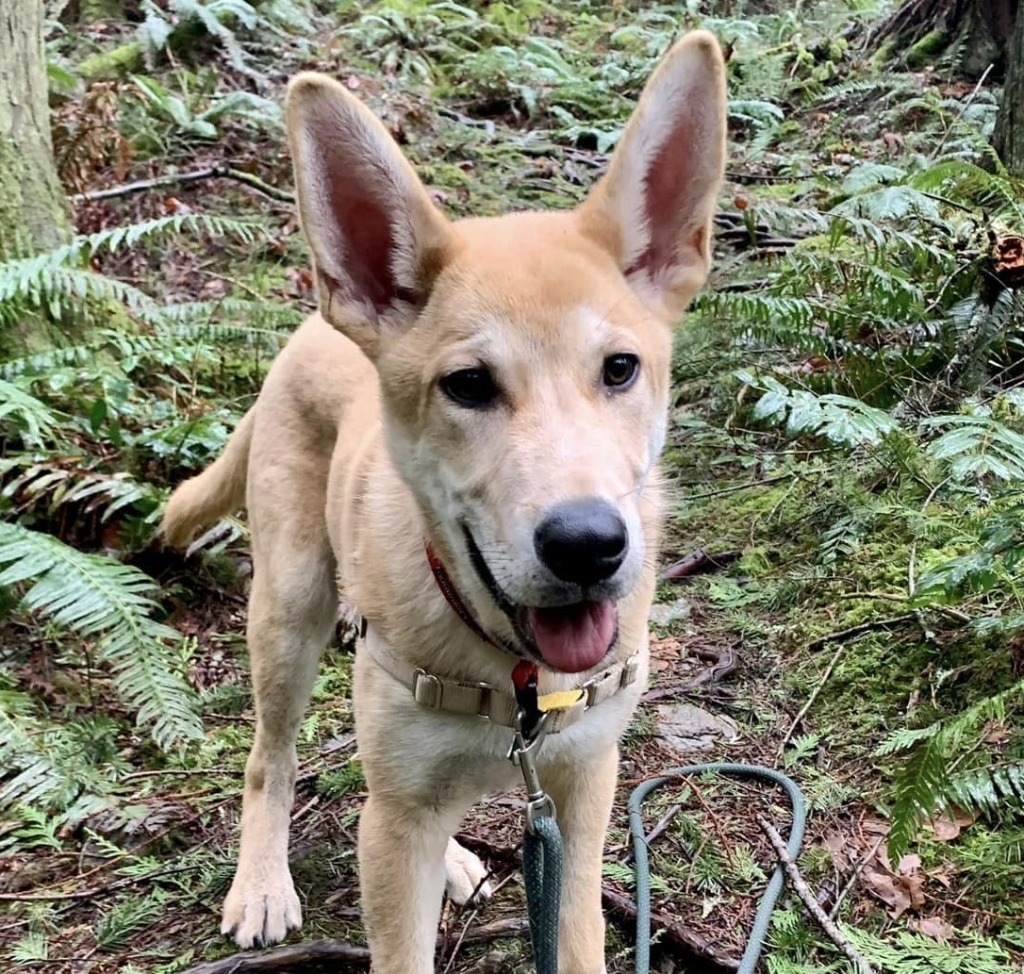 Arthur, an adoptable Mixed Breed in Sultan, WA, 98294 | Photo Image 2