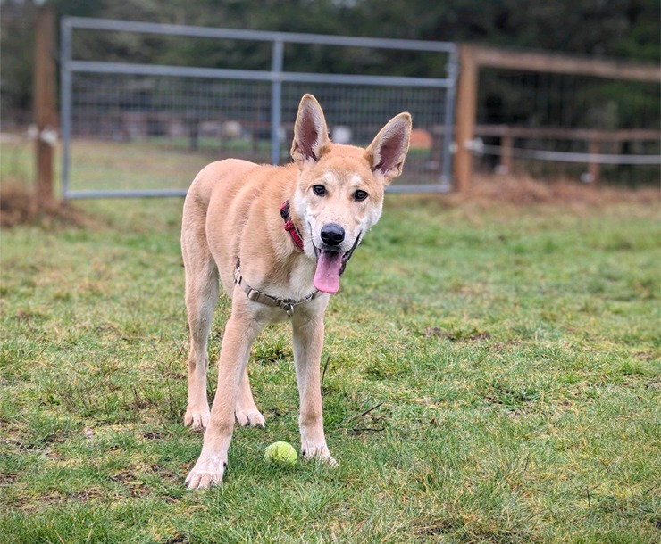 Arthur, an adoptable Mixed Breed in Sultan, WA, 98294 | Photo Image 3