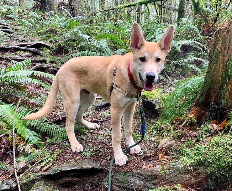 Arthur, an adoptable Mixed Breed in Sultan, WA, 98294 | Photo Image 5