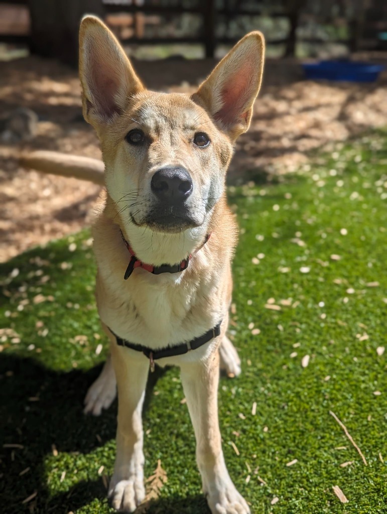 Arthur, an adoptable Mixed Breed in Sultan, WA, 98294 | Photo Image 6