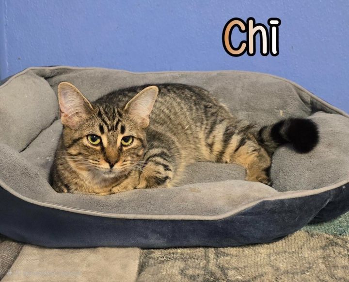 Chi 3