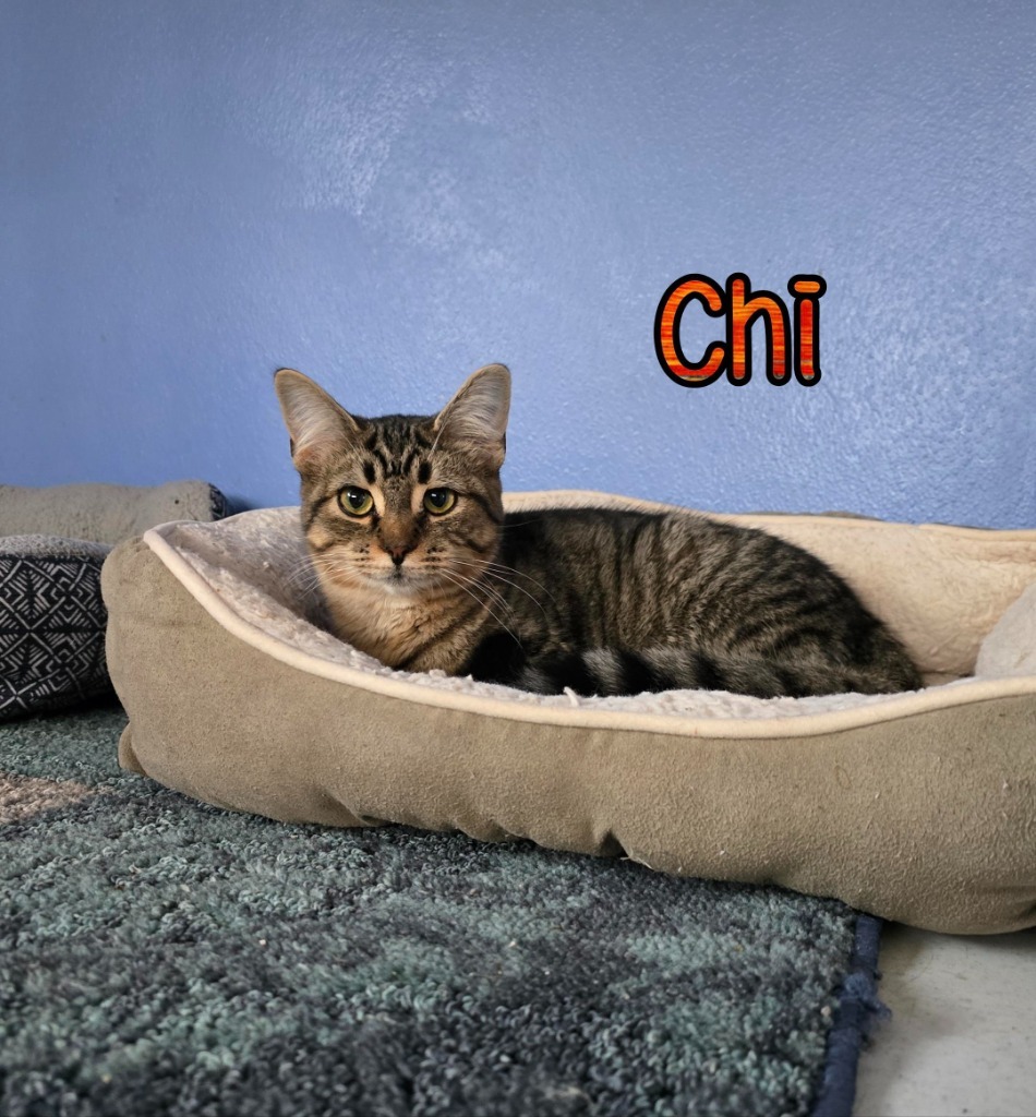 Chi