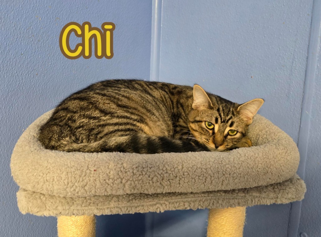 Chi