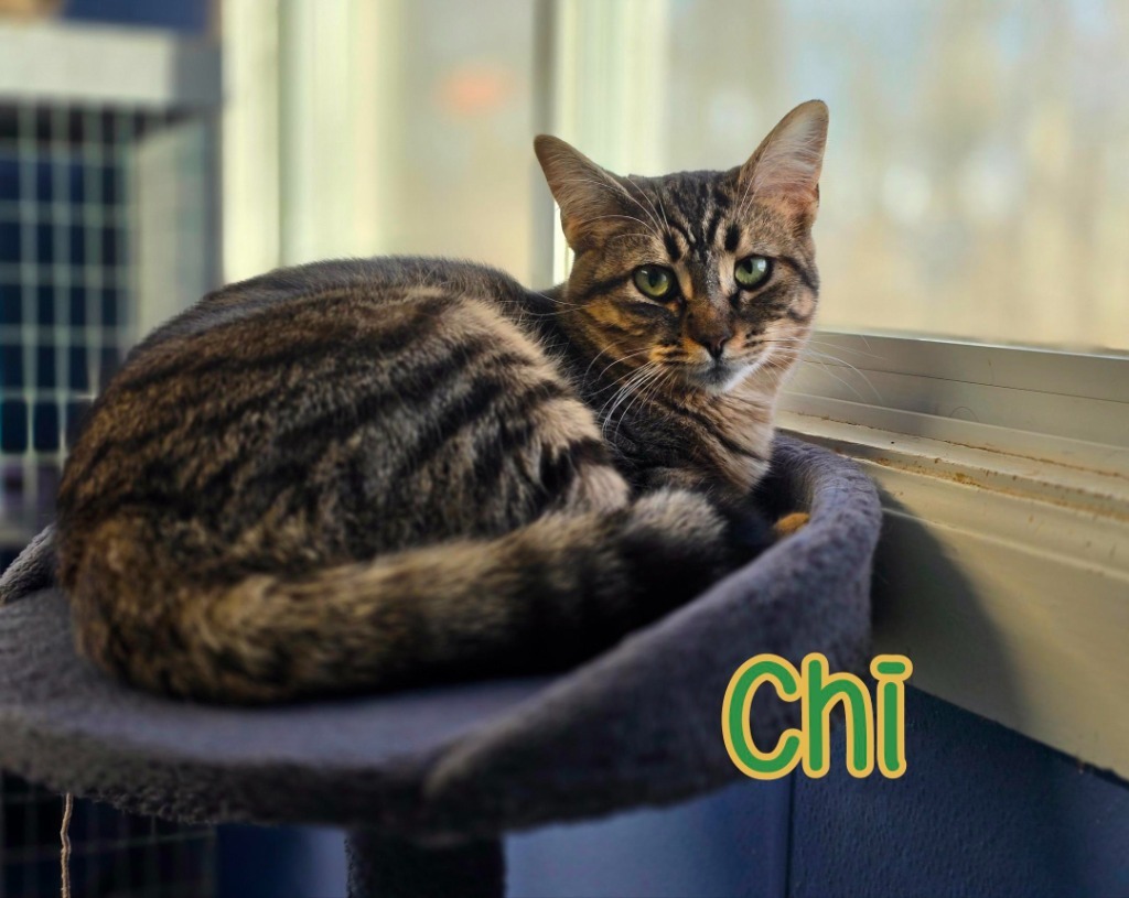 Chi