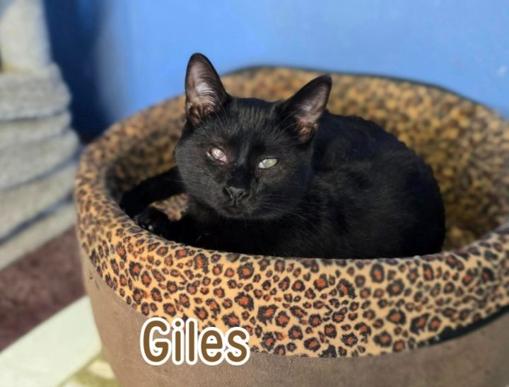 Giles 2