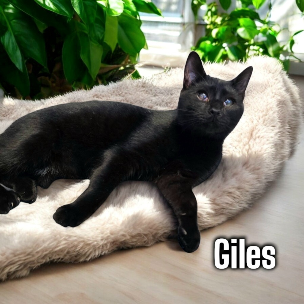 Giles