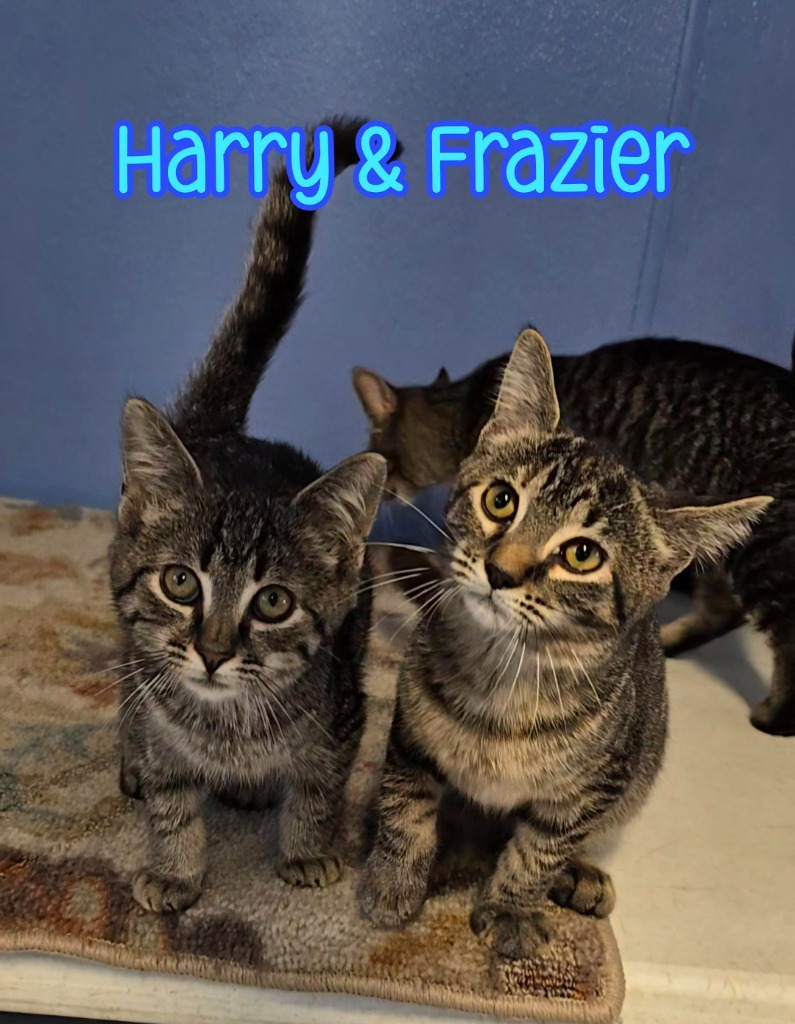 Frazier