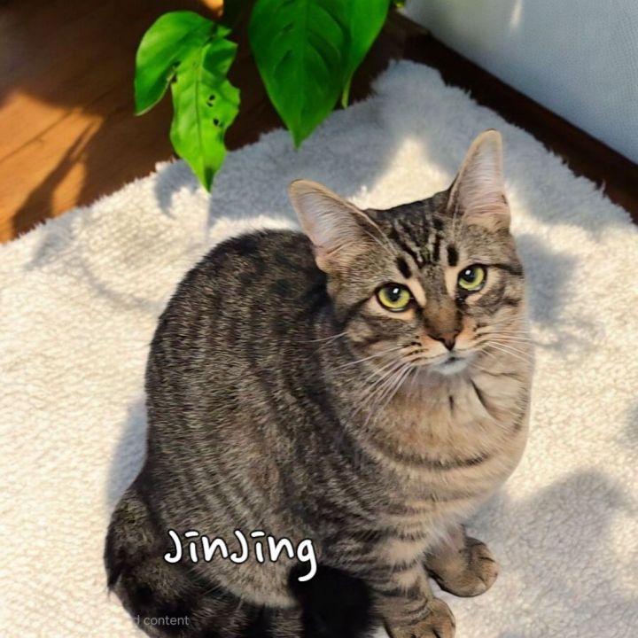 JinJing 1
