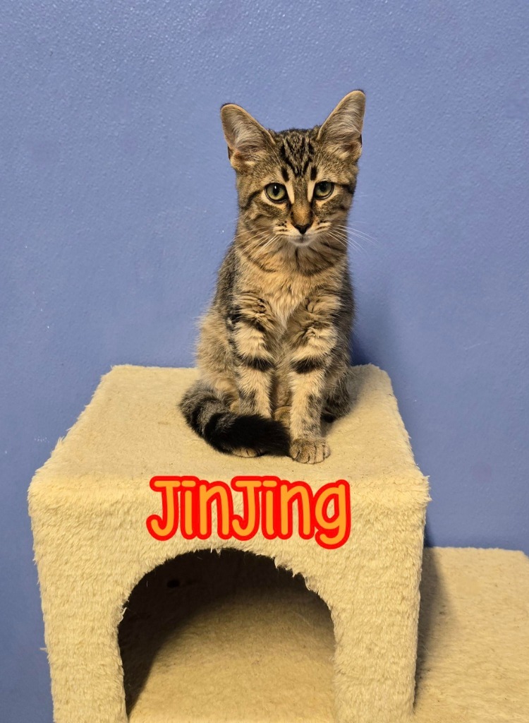 JinJing