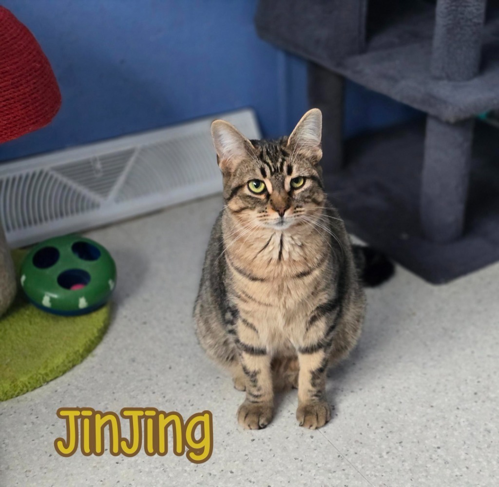 JinJing