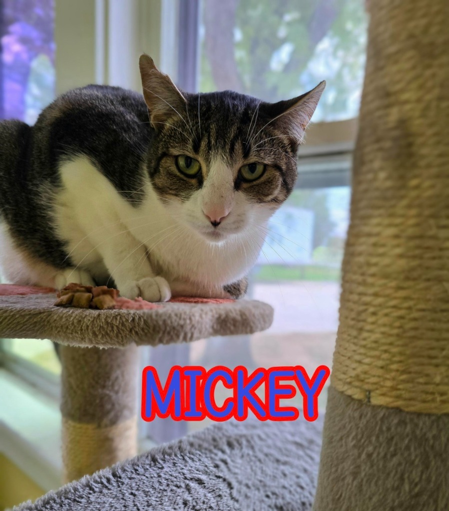 Mickey
