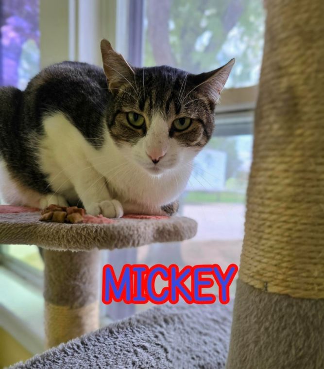 Mickey