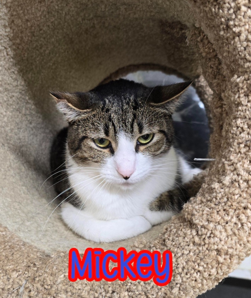 Mickey