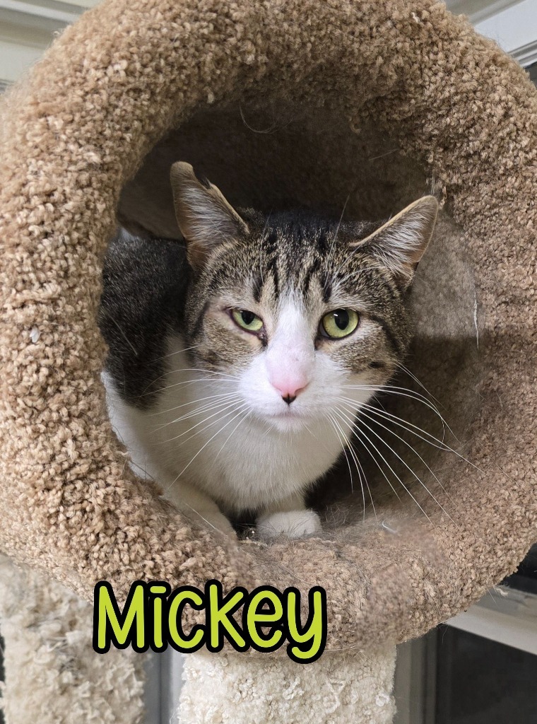 Mickey