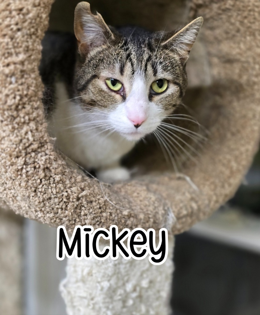 Mickey