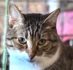 Batgirl Nicole, Adult Female American Shorthair