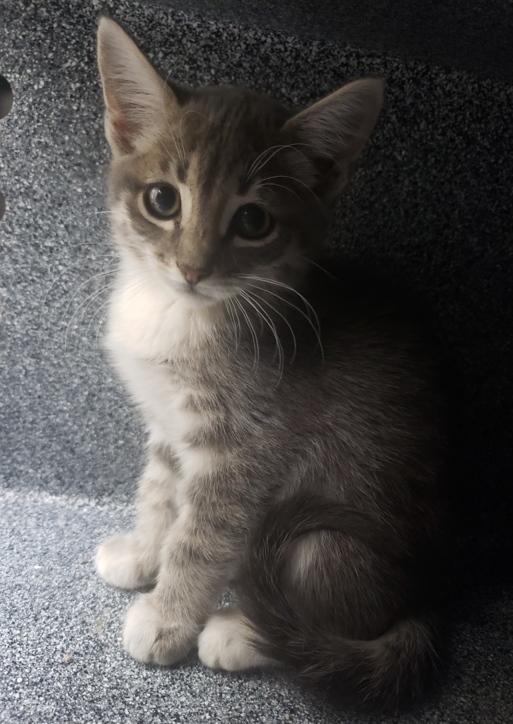 S Kitten 24-0829E, an adoptable Domestic Short Hair in Heber City, UT, 84032 | Photo Image 1